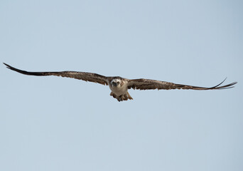 Osprey in flight at Hawar island of Bahrain