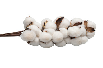 Cotton flower branch isolated on white background.