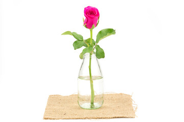 Pink rose in the glass bottle on burlap sack isolated on white background