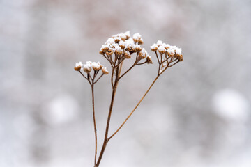 Common yarrow covered in snow in a winter landscape