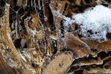 Closeup of a cobweb covered branch
