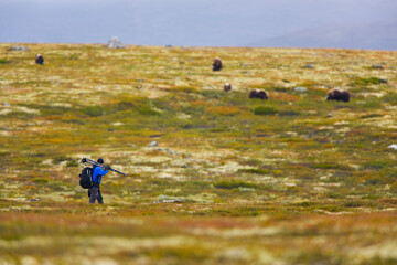 Obraz premium Muskox (Ovibos moschatus). Dovrefjell National Park, Norway