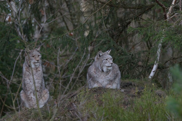 Europäischer Luchs (Lyny lynx)