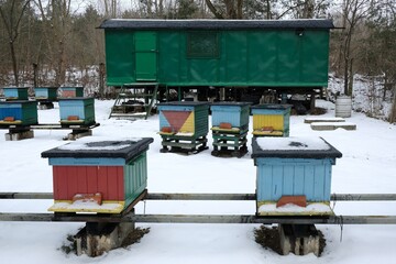 Fototapeta na wymiar Colorful wooden beehives covered with snow on a winter day
