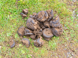 cow poop in Asturias, Spain