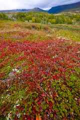 Dovrefjell National Park, Norway