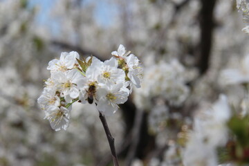 Almond blossom in Spain with bokeh background, white flowers