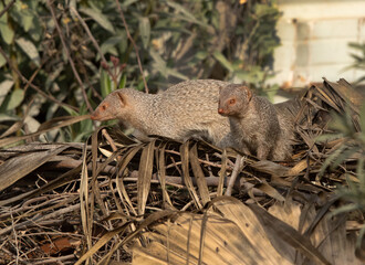 A mating pair mongoose at Adhari, Bahrain