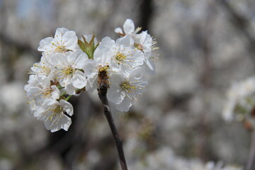 Almond blossom in Spain with bokeh background, white flowers