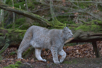 Europäischer Luchs (Lyny lynx)