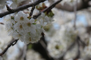 Almond blossom in Spain with bokeh background, white flowers