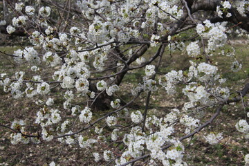 Almond blossom in Spain with bokeh background, white flowers