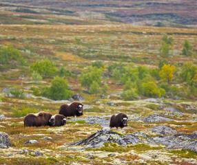 Musk Oxen in Autumn in the tundra landscape of Dovrefjell National Park. Norway. Europe