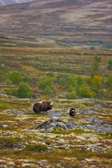 Musk Oxen in Autumn in the tundra landscape of Dovrefjell National Park. Norway. Europe