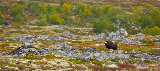 Musk Oxen in Autumn in the tundra landscape of Dovrefjell National Park. Norway. Europe