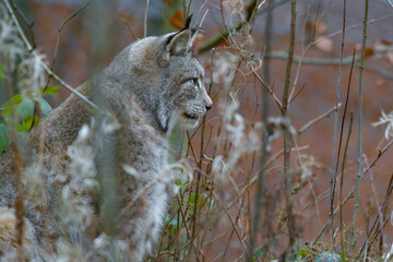 Europäischer Luchs (Lyny lynx)