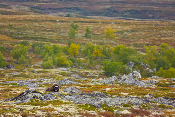 Musk Oxen in Autumn in the tundra landscape of Dovrefjell National Park. Norway. Europe