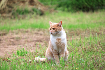 ginger cat went hunting