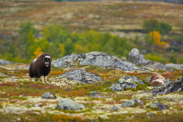 Musk Oxen in Autumn in the tundra landscape of Dovrefjell National Park. Norway. Europe
