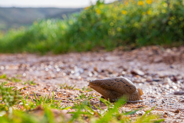 slug crawling in the middle of a path near the field