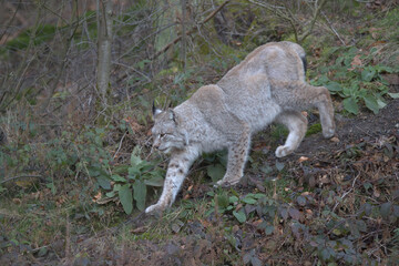 Europäischer Luchs (Lyny lynx)