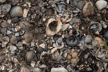 Seashells on the walking path in the woods of  Cronensteyn polder, Leiden, Netherlands