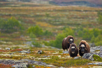 Musk Oxen in Autumn in the tundra landscape of Dovrefjell National Park. Norway. Europe