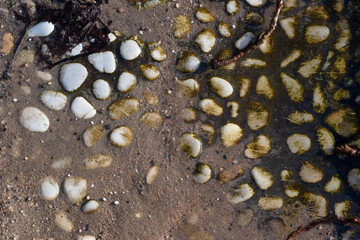 Pebbles on the walking path in the woods of  Cronensteyn polder, Leiden, Netherlands