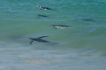 Naklejka premium The gentoo penguin (Pygoscelis papua)