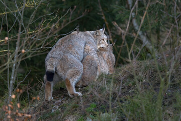 Europäischer Luchs (Lyny lynx)