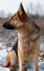 German shepherd dog sitting on white snow in a field.