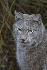 Obraz premium Europäischer Luchs (Lyny lynx)