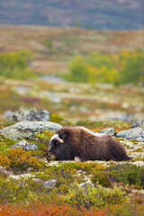 Musk Oxen in Autumn in the tundra landscape of Dovrefjell National Park. Norway. Europe