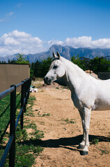 white horse on a farm