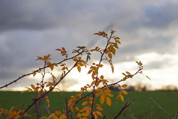 Plantes - arbuste avec des feuilles jeunes - Aupebine en hiver dans un paysage de campagne / Plants - Bush - Shrub - Hawthorn in a winter countryside landscape
