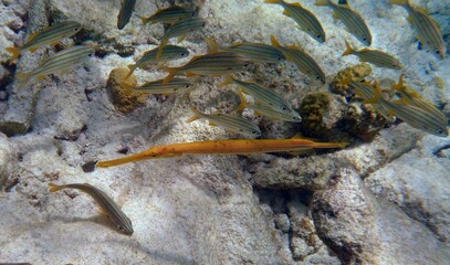 Aulostomus maculatus and other tropical fish in the reef under water 