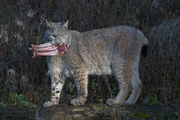 Europäischer Luchs (Lyny lynx)