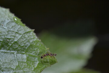 ant on a leaf