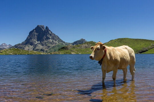 Cows near the Ayous lake and Midi d'Ossau mountain in the Pyrenees (France)