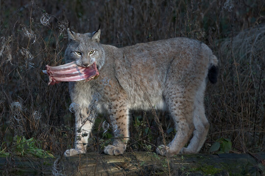 Europ&auml;ischer Luchs (Lyny lynx)