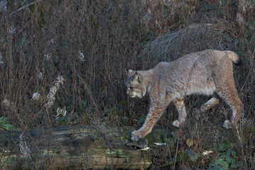 Europäischer Luchs (Lyny lynx)