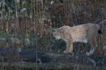 Europäischer Luchs (Lyny lynx)