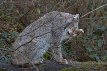 Europäischer Luchs (Lyny lynx)