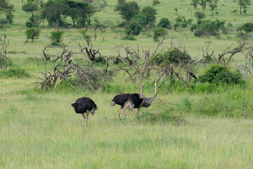 Family of Common ostrich Tanzania