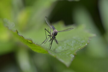 mosquito on a leaf
