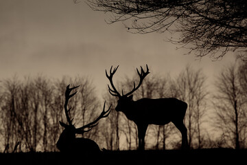 Rothirsch (Cervus elaphus)