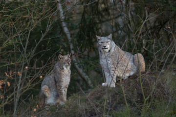 Europäischer Luchs (Lyny lynx)