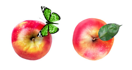 Color apple with butterfly on white background