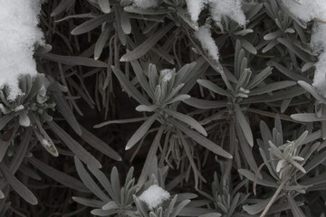 Aromatic lavender plant covered in a fresh winter snow.  Lavandula.