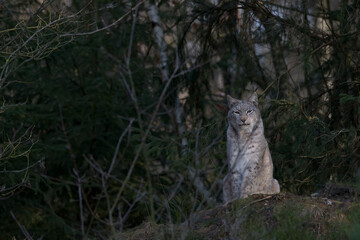 Fototapeta premium Europäischer Luchs (Lyny lynx)
